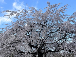 新宿御苑　桜