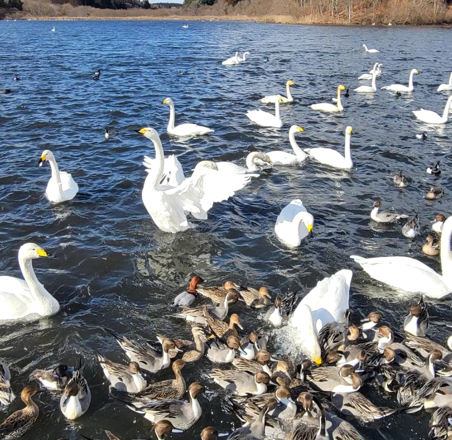 白鳥が飛来