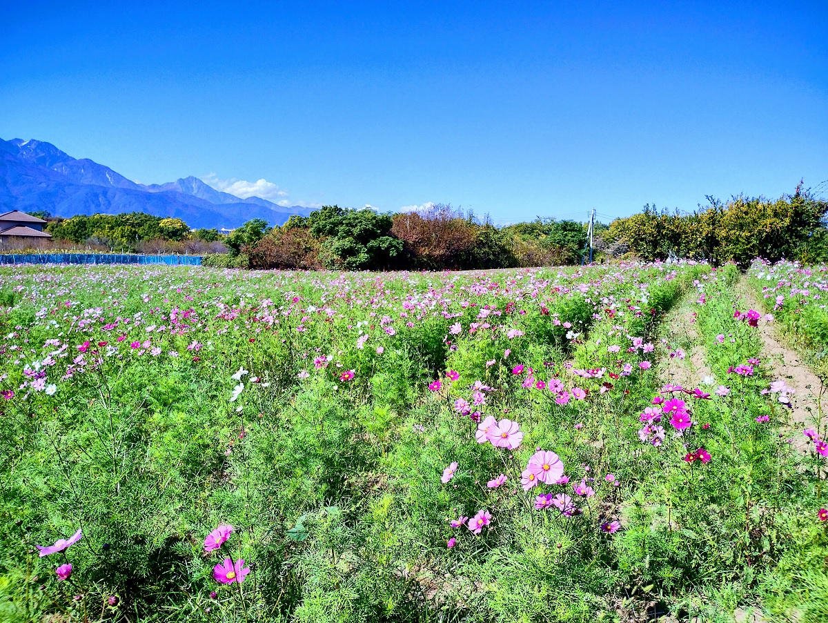 甲斐市岩森の花畑