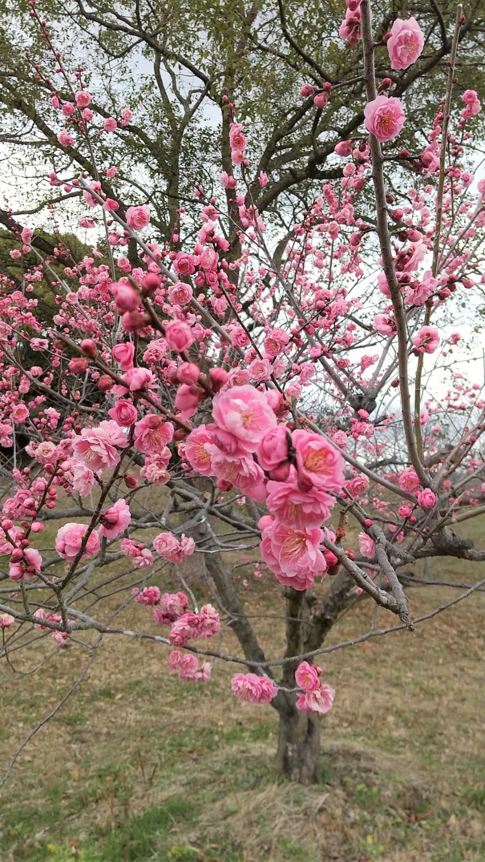 佐布里池梅林・佐布里 緑と花のふれあい公園 梅の花