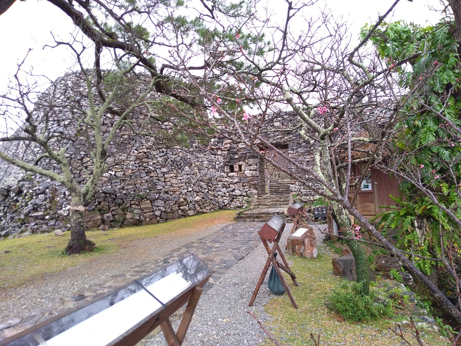 今帰仁グスク桜まつり（今帰仁城跡）