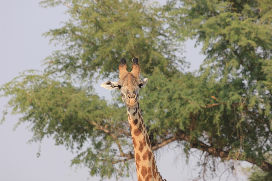 サウスルアングア国立公園の野生動物たち