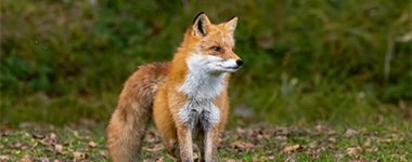 コンフォートホテル千歳　キタキツネ