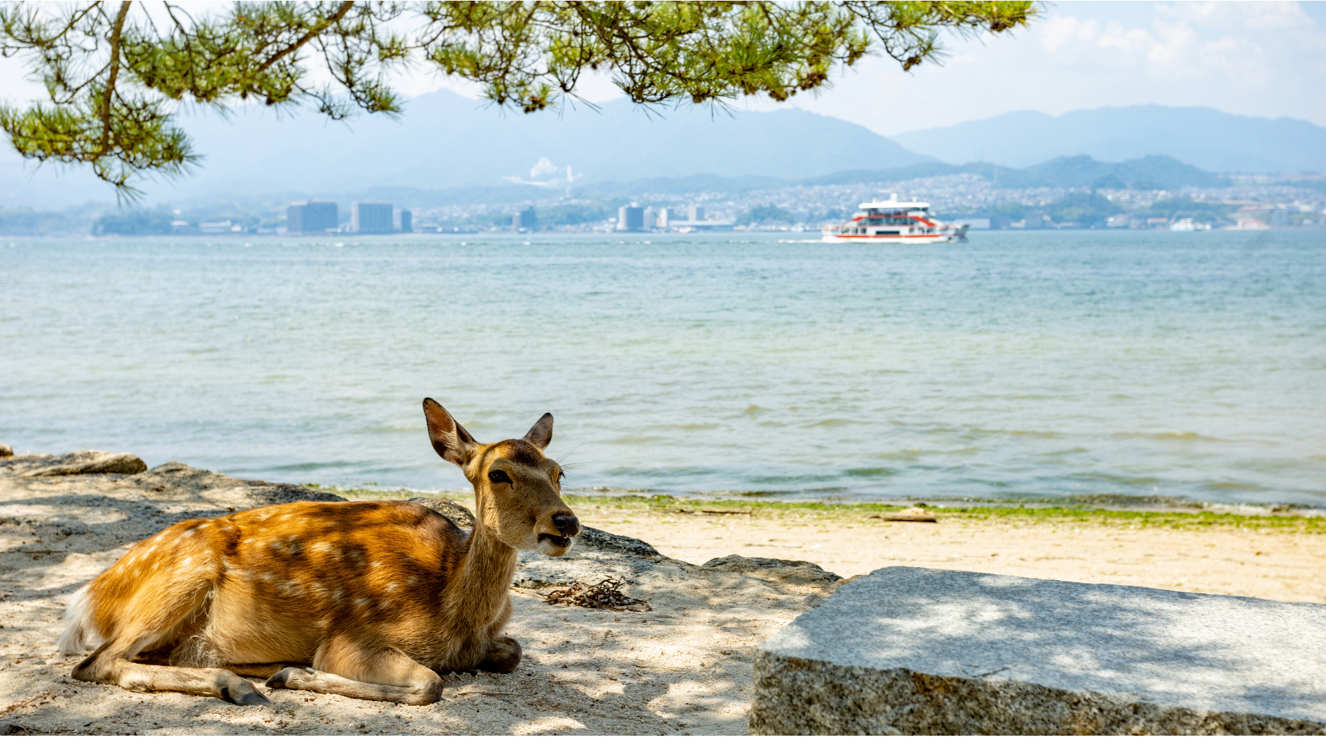 宮島の鹿