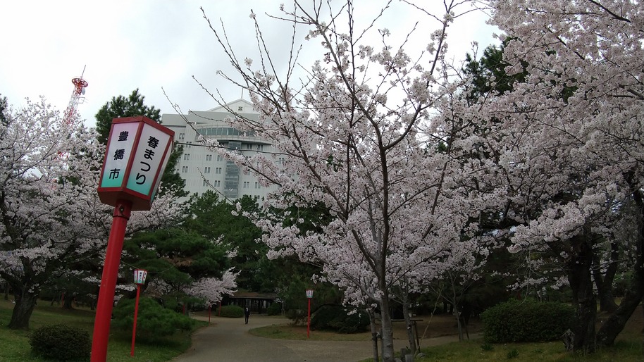 豊橋　桜