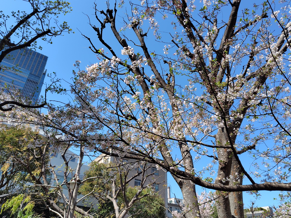 三河台公園　桜