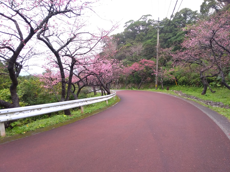 もとぶ八重岳桜まつり（もとぶ八重岳）