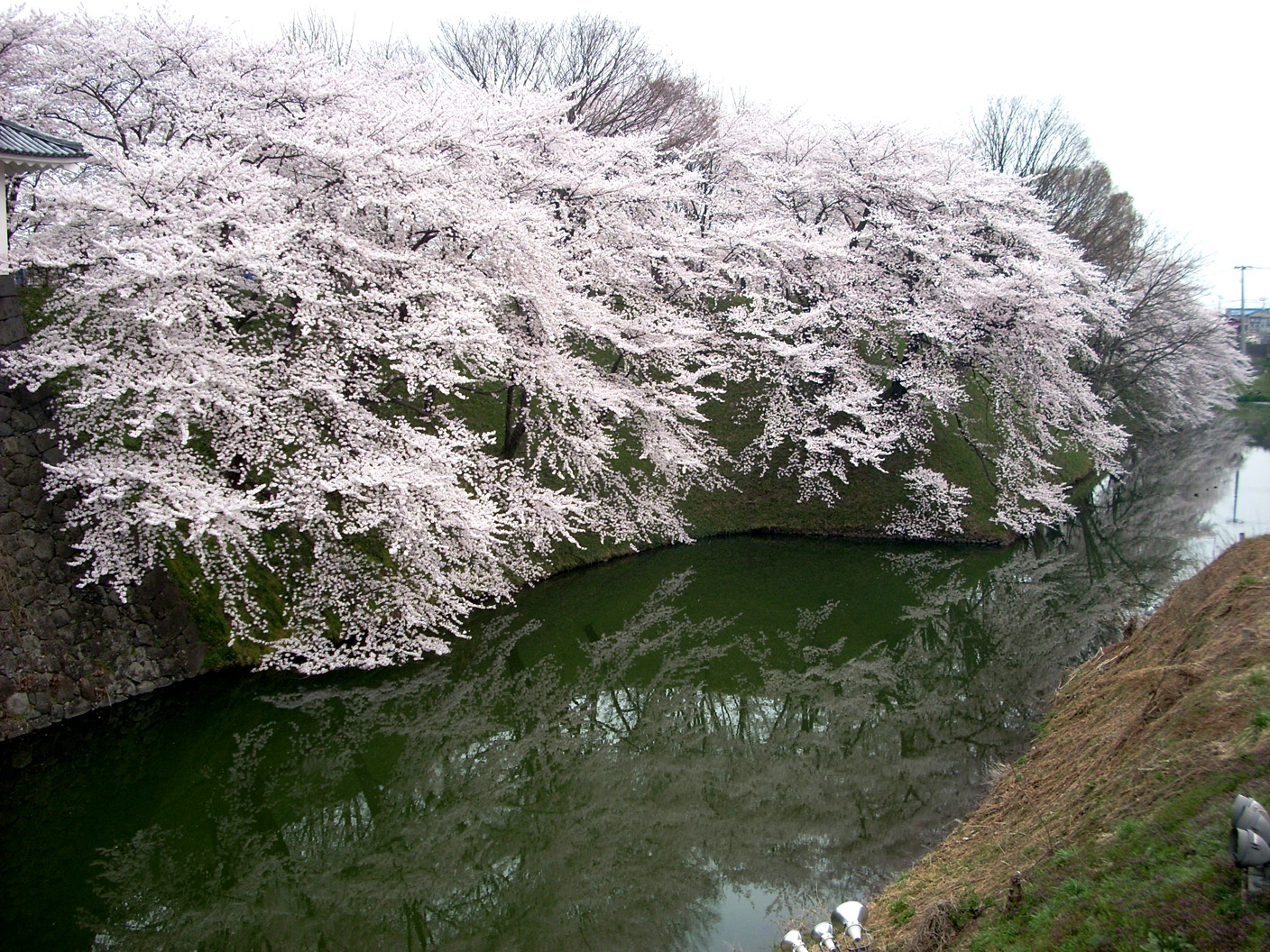 霞城公園 桜