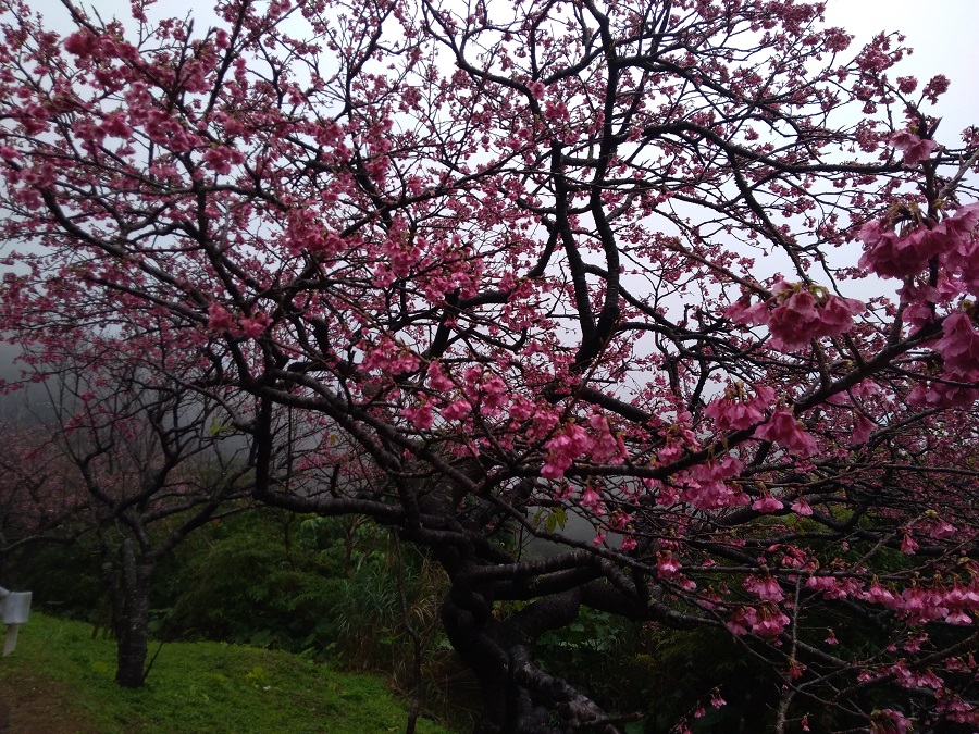 もとぶ八重岳桜まつり（もとぶ八重岳）