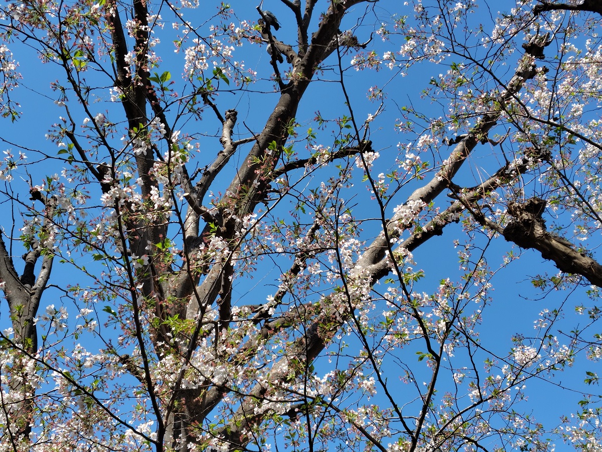 三河台公園 桜