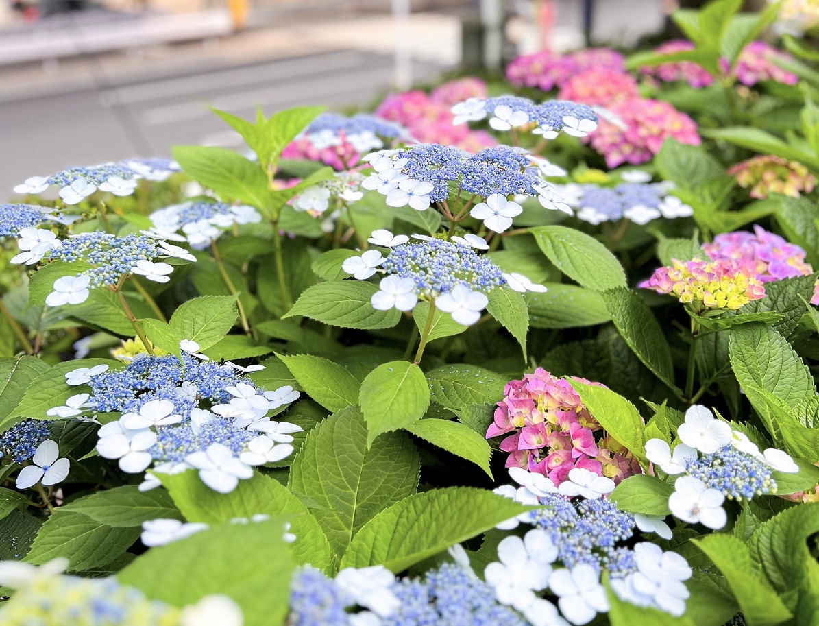 三河台公園　紫陽花