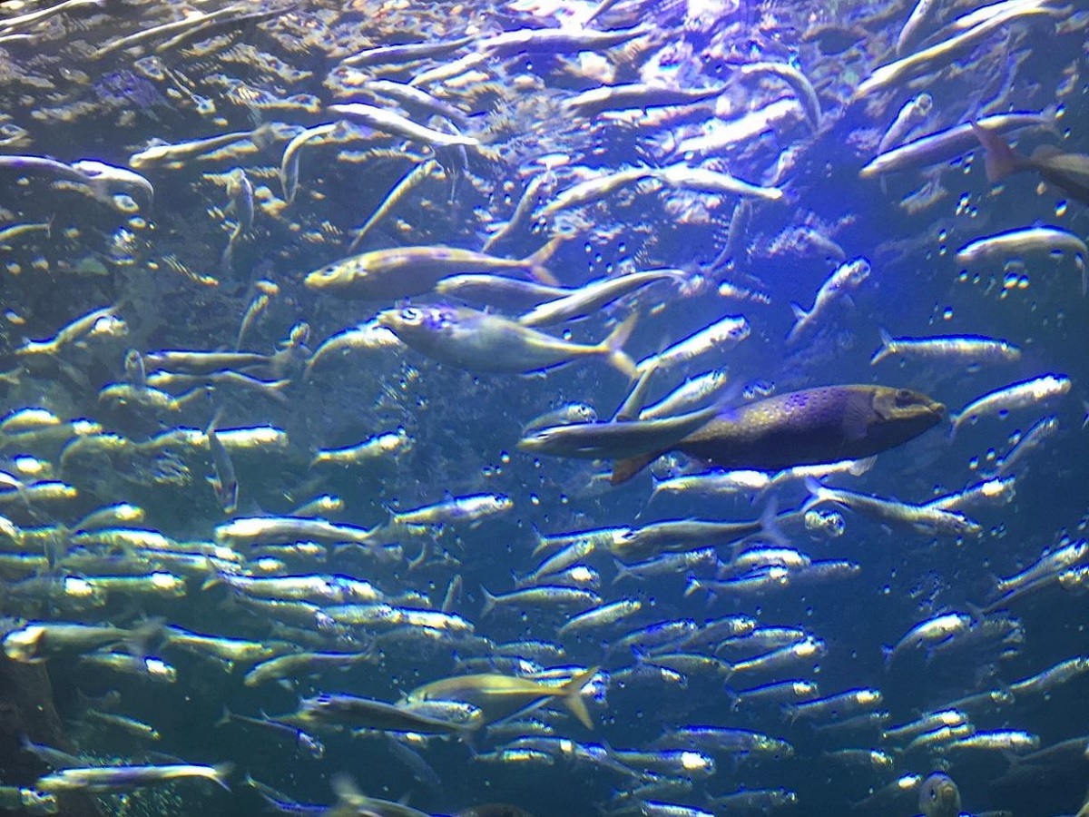 四国水族館