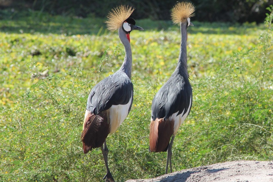 サウスルアングア国立公園の野生動物たち