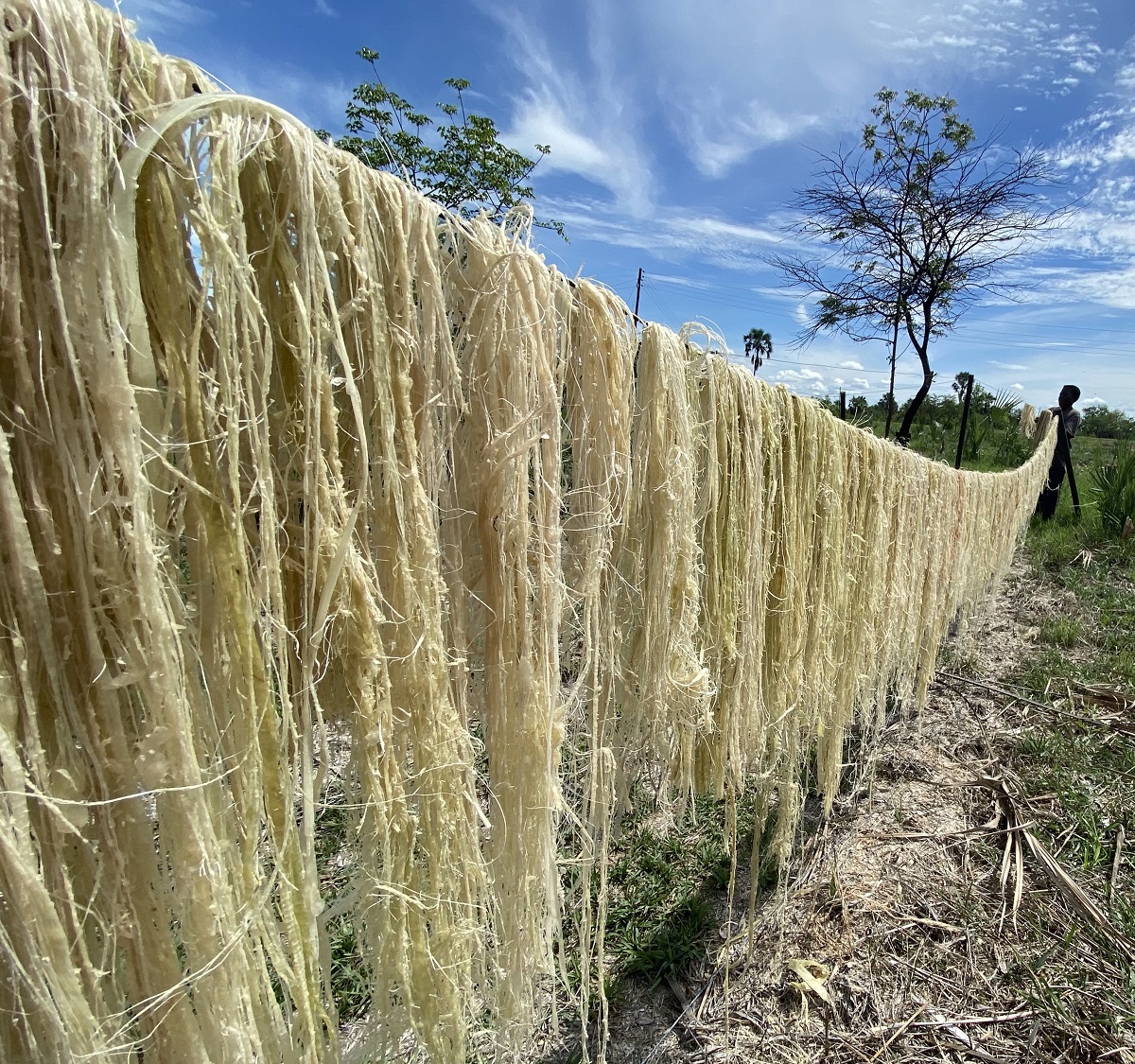 【One Planet Café Zambia】バナナペーパーはバナナの茎から取ったバナナ繊維からできています。