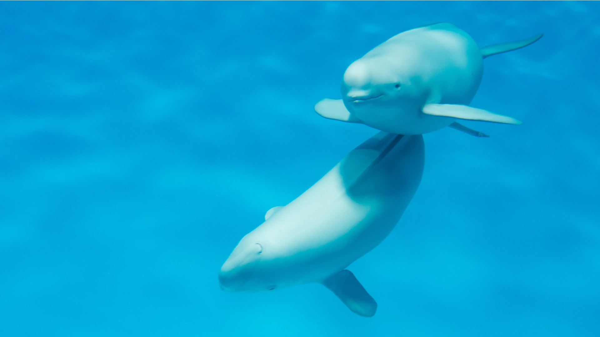 宮島水族館のイルカ