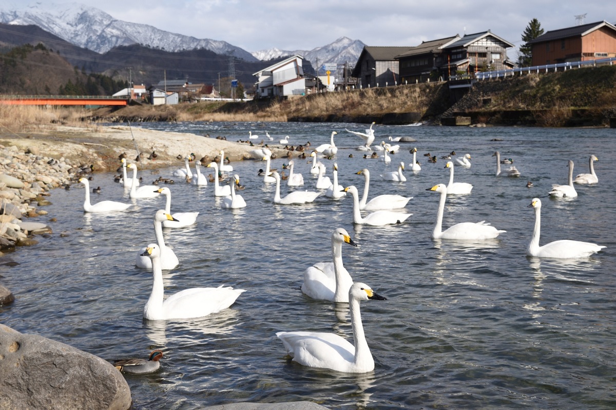 五十嵐川の白鳥