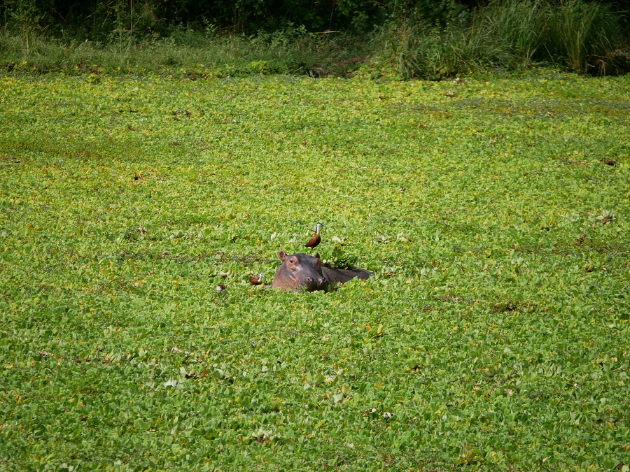 世界初のサステナブル公園に認定された「サウスルアングア国立公園」