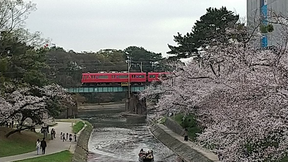 豊橋　桜