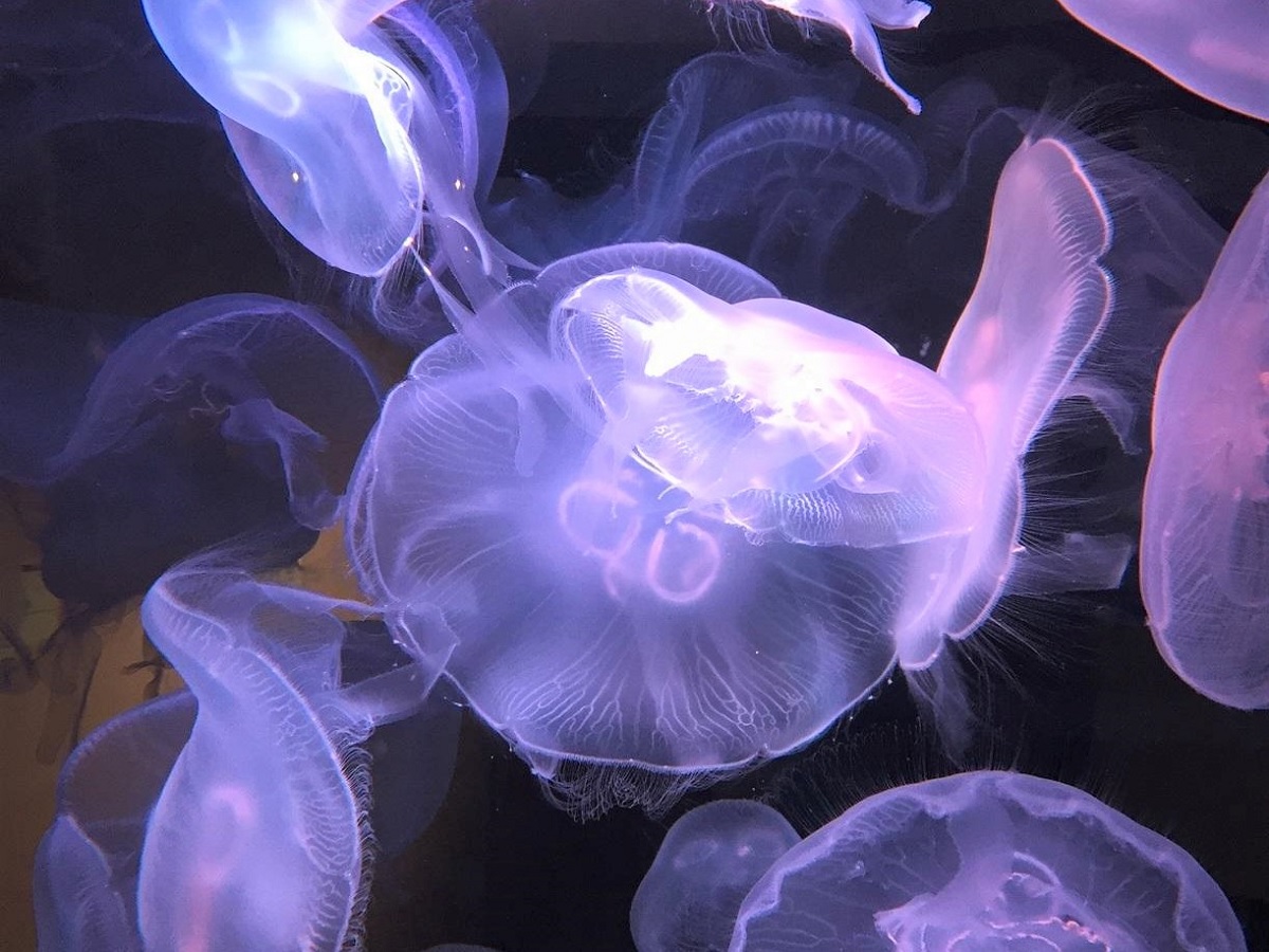 クラゲ　四国水族館