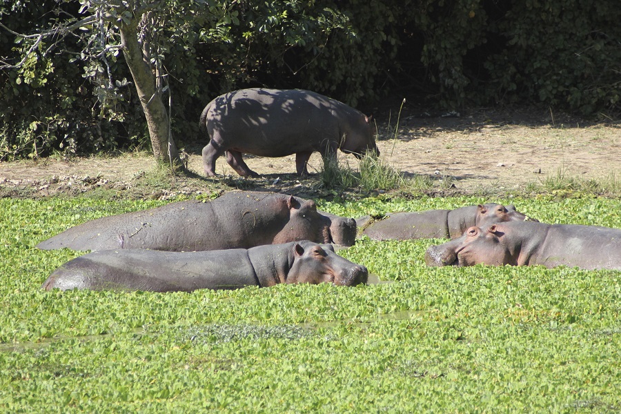 サウスルアングア国立公園の野生動物たち