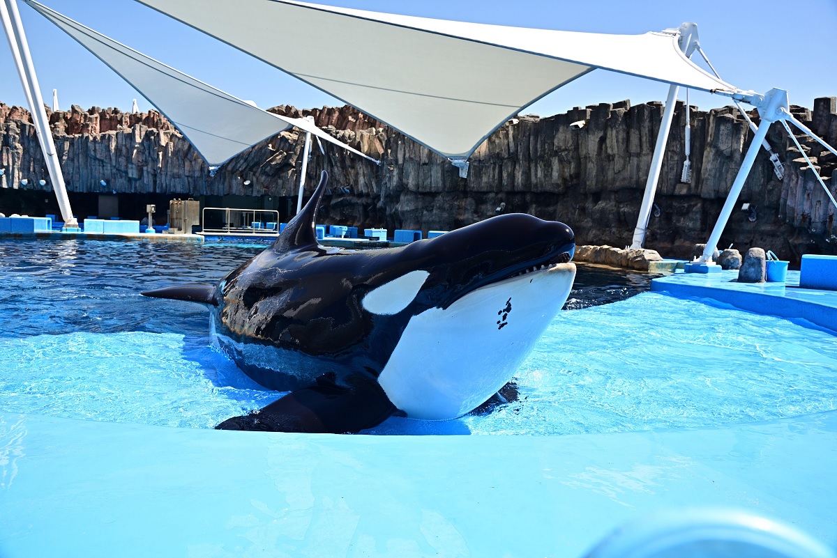 名古屋港水族館　シャチ