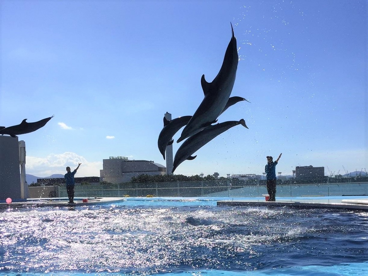 イルカショー 四国水族館