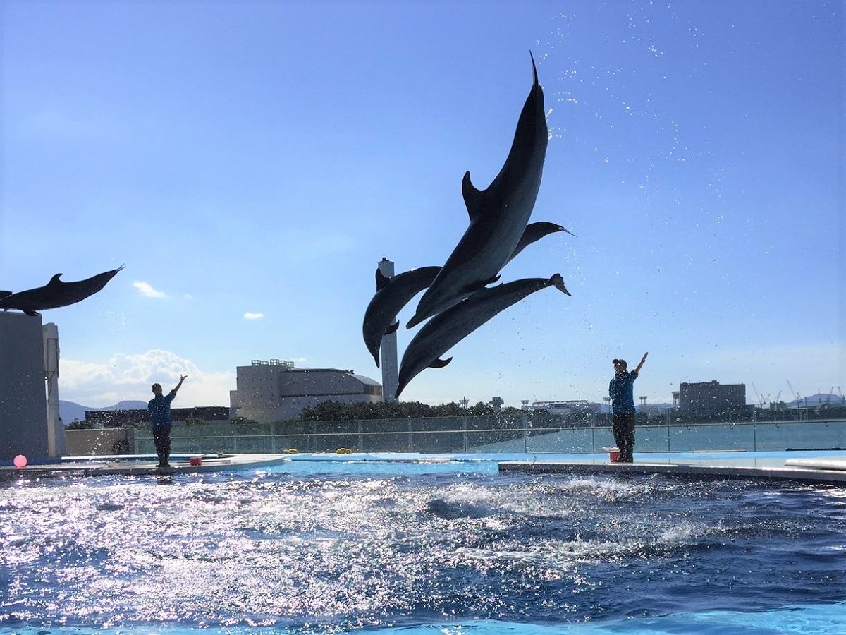 イルカショー　四国水族館