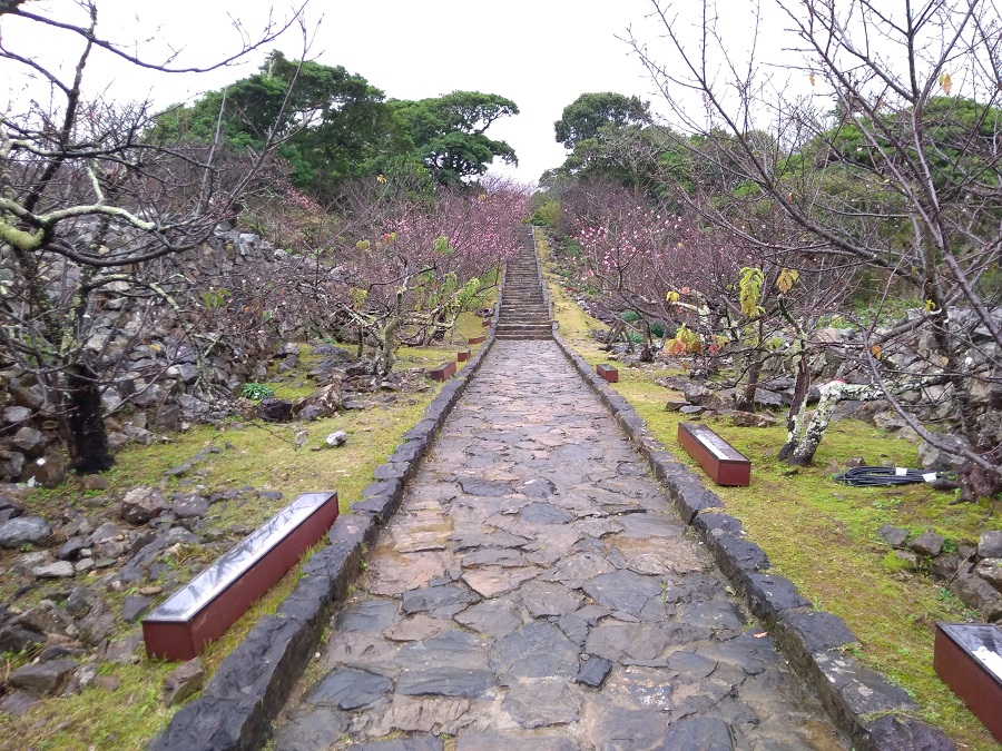 今帰仁グスク桜まつり（今帰仁城跡）