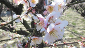 かめだ梅の花めぐり