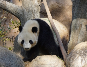 上野動物園