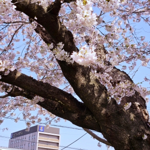 桜