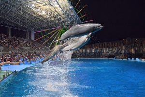 名古屋港水族館　ナイトパフォーマンス