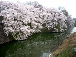 霞城公園　桜