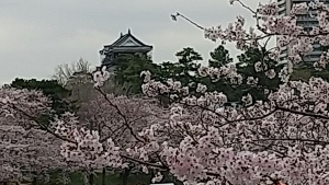 豊橋　桜