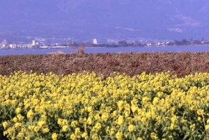 第一なぎさ公園 菜の花