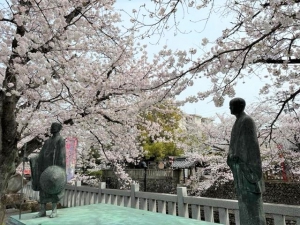 水門川の桜