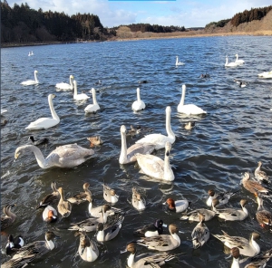 白鳥が飛来