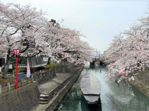 大垣市　桜