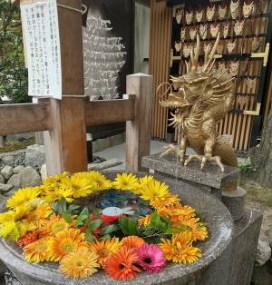 新潟総鎮守 白山神社の水みくじ