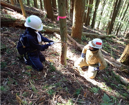 ヘルメットをかぶった2人が木を伐採している。