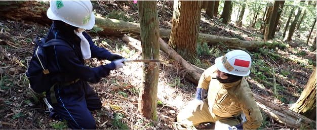 ヘルメットをかぶった2人が木を伐採している。