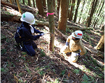 ヘルメットをかぶった2人が木を伐採している。