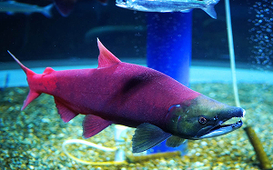 サケのふるさと 千歳水族館